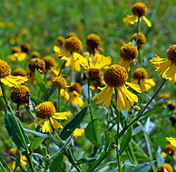 Helenium autumnale.jpg