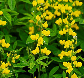 baptisia tinctoria.jpg