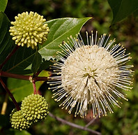 Buttonbush