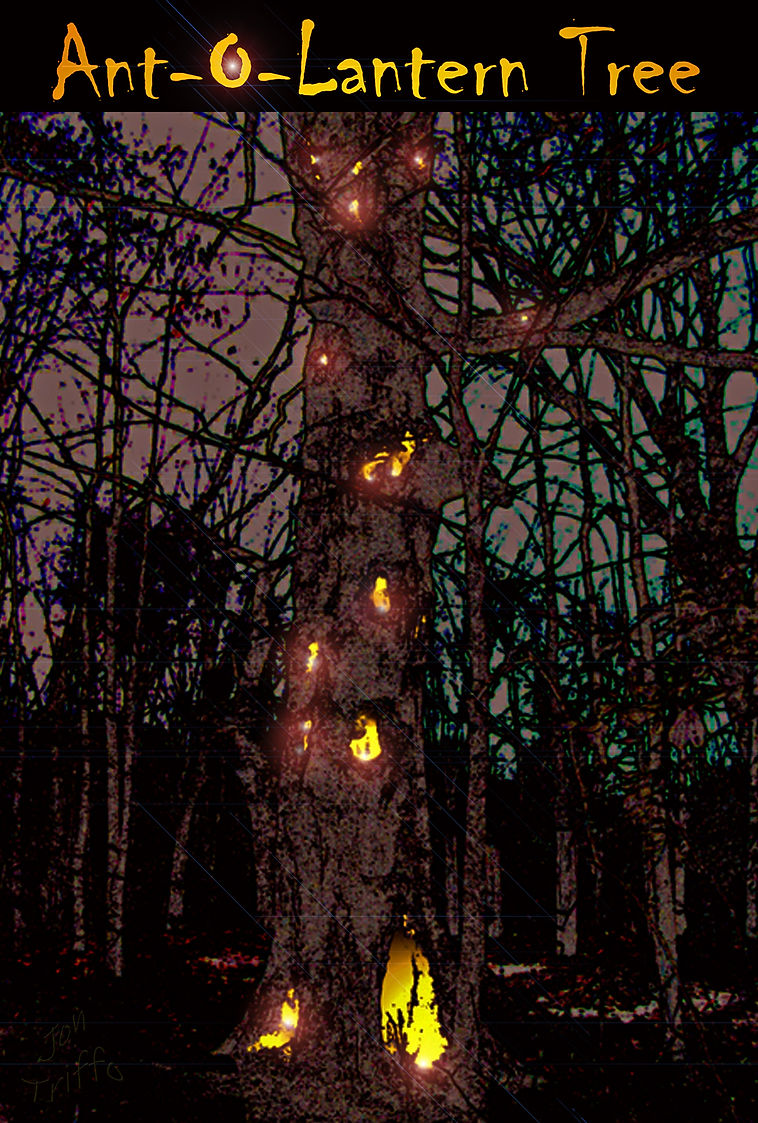 AntOLanternTree2JTriffoxbWIXJRT.jpg
