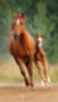 runpair_edited.jpg
