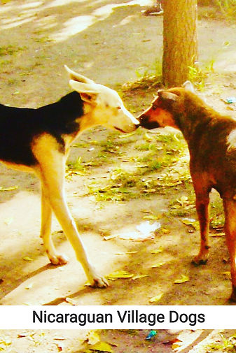 dogkiss_edited.jpg