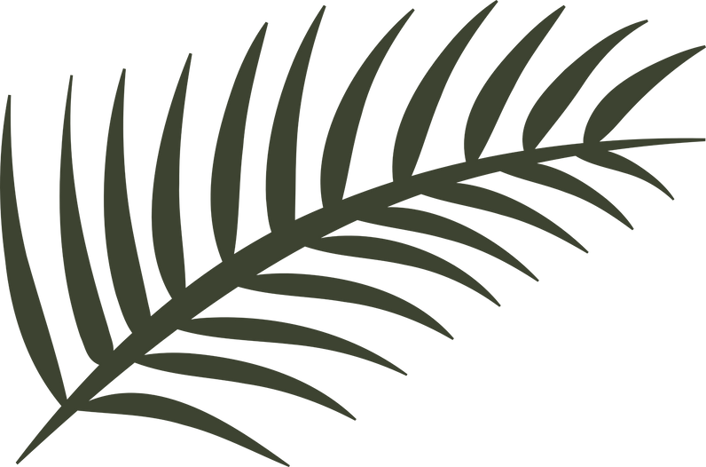 Fringe Palm_edited_edited.png