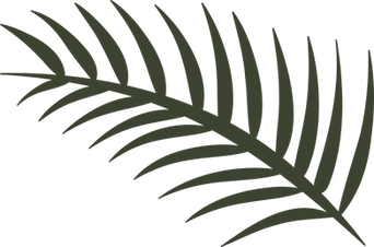 Fringe Palm_edited.png