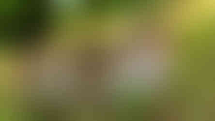 Torzo židovského náhrobku na hřbitově v Drahonicích