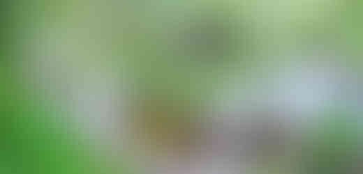 Národní přírodní rezervace Vrapač je bezzásahovým územím