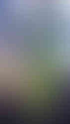 Neolistěný buk v Lázeňském parku v Bílině - Kyselce