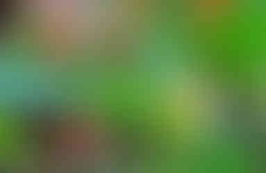 I masožravé rostliny mají ve skleníku své místo