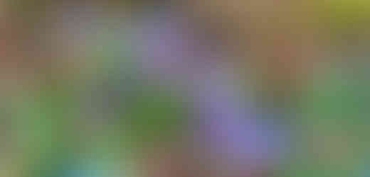 Polštářky jaterníkových květů doslova svítí svoji modrofialovou barvou do daleka