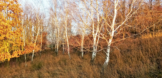 Stromový porost na PP Chloumek