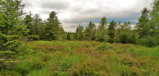 Pohled do Přírodní rezervace Rašeliniště U jezera - Cínovecká rašeliniště