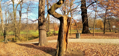 Dub který odmítl zemřít