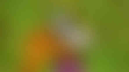 Okáč bojínkový a Perleťovec stříbropásek se dohodli, že posvačí na jedné rostlině