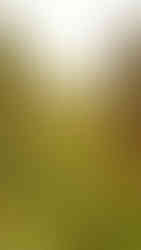 Národní přírodní památka Požáry