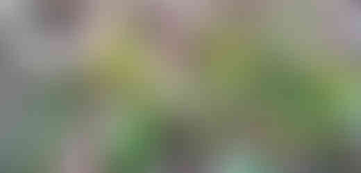 Jeden z poslů jara - Křivatec žlutý