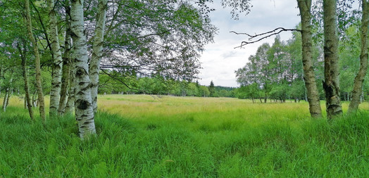 Grünwaldské vřesoviště