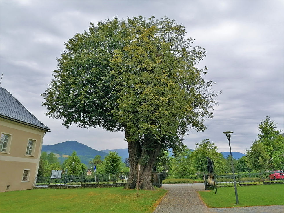 Památná Zámecká lípa v Loučné nad Desnou