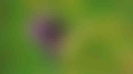 ´Honem, musím toho využít´ říká si čmelák, když se náhodou ocitné na sladké rostlině sám bez doprovodu motýla