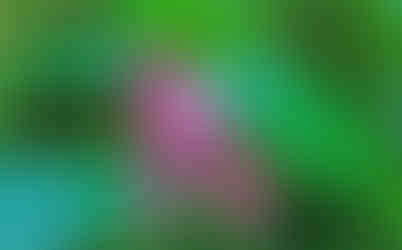 Ve skleníku Fata morgana můžete přejít z třeskutých mrazů přímo do tropů