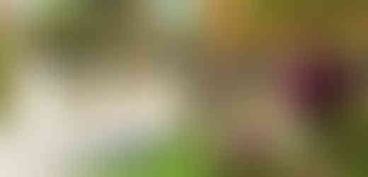 Rozkvetlé magnolie dnes drží čestnou stráž u mostu