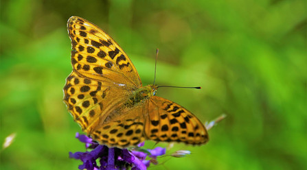 Perleťovec bělopásek na květině v PR Dětanský chlum