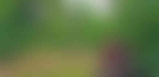 Zdejší park je přehlídkou nádherných stromů