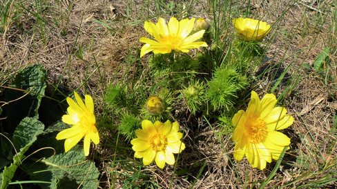 Skupinka rozkvetlých Hlaváčků jarních