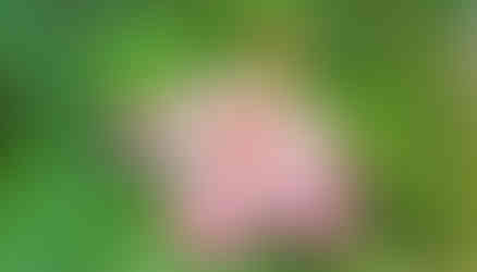 Něžné kontury Ibišku