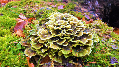 I v únoru lze najít v lese houby, tentokrát na Strážném vrchu v Dubí