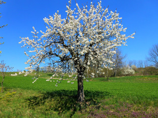 Rozkvetlé jaro při cestě na PP Na Kozénku