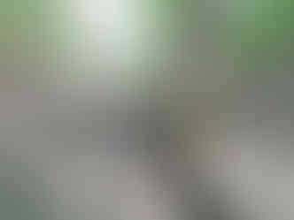 Na Haltýři, který je součástí PP Havranka pramení řada potůčků