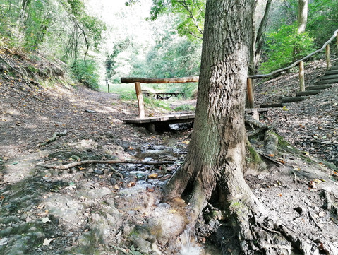 Na Haltýři, který je součástí PP Havranka pramení řada potůčků