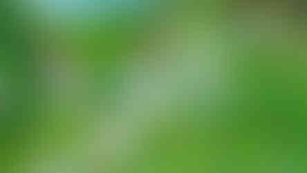 Detail květů srdcovky