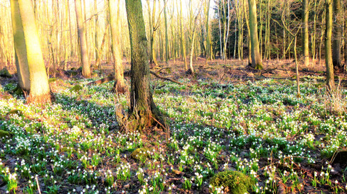 Bledulový háj u PP Březina