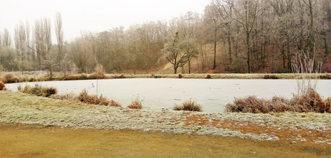 Polífkův rybník v Hloubětíně