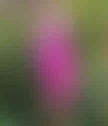 Smyslně krásná Kykatka