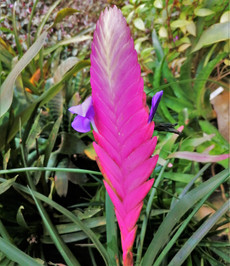 Smyslně krásná Kykatka