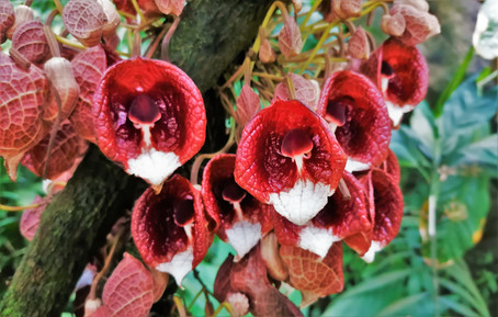 Tato květina voní po houbách