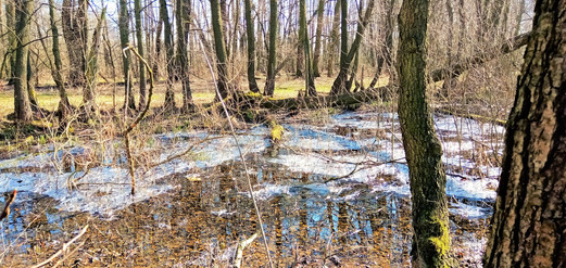 I když je březnové ráno slunečné, na mělkých rozlivových plochách nás může překvapit klidně i led