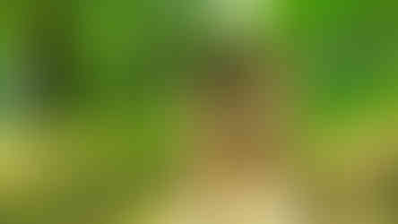 V poslední části 18. století se židovské osídlení v oblasti začíná koncentrovat do Libyně - sloužil židovský hřbitov v Drahonicích