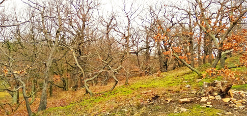 Přírodní památka Skalka nabízí řadu zajímavých míst a pohledů