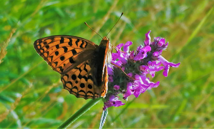 Perleťovec bělopásek v PR Dětanský chlum