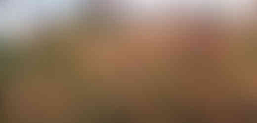 Kozy spásající prudké svahy Prokopského údolí