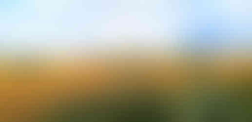 Bodláky na poli u Libyně