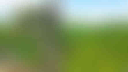 NPR Jezerka je sice doménou listnatých stromů, ale jehličnany sem nemají vstup zakázán