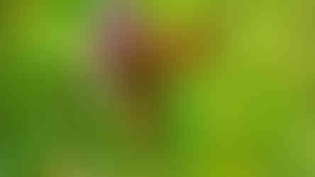 Téměř na každé květině v PR Dětanský chlum sedí jeden Perleťovec bělopásek