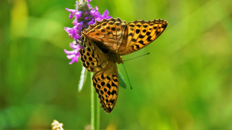 Téměř na každé květině v PR Dětanský chlum sedí jeden Perleťovec bělopásek