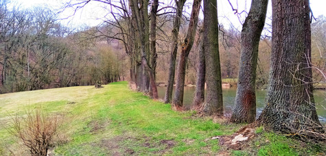 Stromy na břehu rybníka v Radotínském údolí