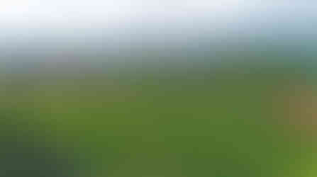 Pohled z vinice na štěpnici a labyrint ze štípaného habru, které jsou součástí barokní zahrady v areálu Trojského zámku v Praze