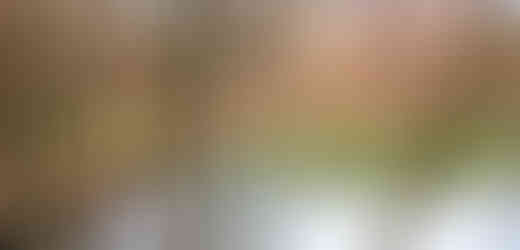 Na malém rybníčku v rámci Přírodní rezervace Radotínské údolí můžeme narazit i na Ledňáčka říčního